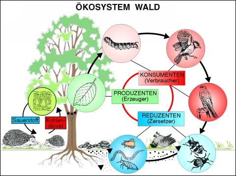 Transparentsatz Ökosystem Wald