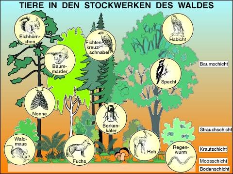 Transparente Tiere in den Stockwerken des Waldes