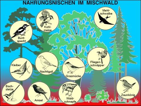 Transparentsatz Nahrungsnischen im Mischwald
