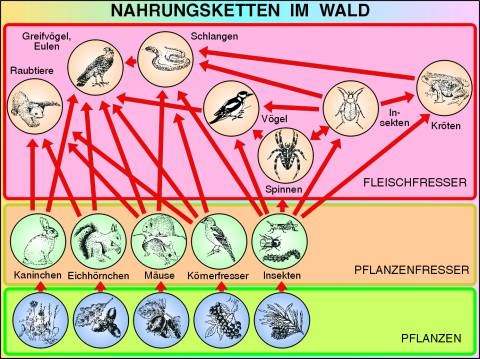 Transparentsatz Nahrungsketten im Wald