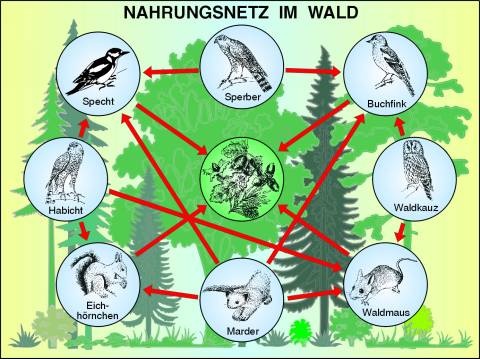 Transparentsatz Nahrungsnetz im Wald