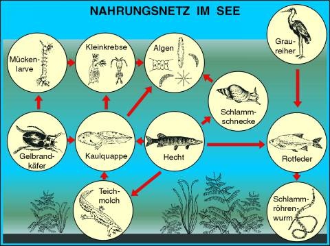 Transparentsatz Nahrungsnetz im See