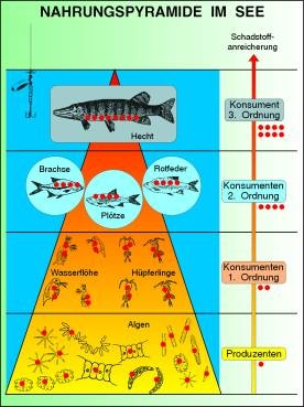 Transparentsatz Nahrungspyramide im See
