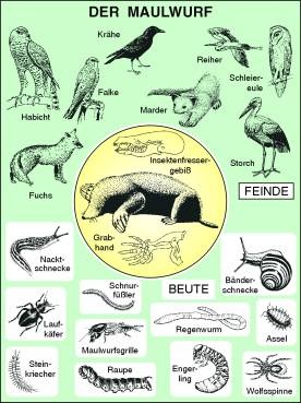 Transparentsatz Nahrungsbeziehungen des Maulwurfs