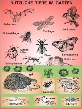 Transparentsatz Nützliche Tiere im Garten