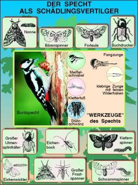 Transparentsatz Specht als Schädlingsvertilger