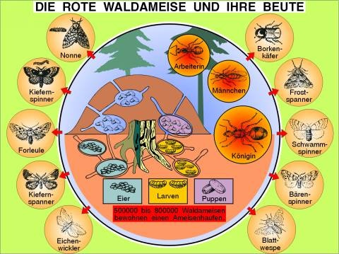 Transparentsatz Rote Waldameise und Beute