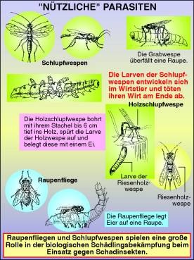 Transparentsatz - Nützliche - Parasiten