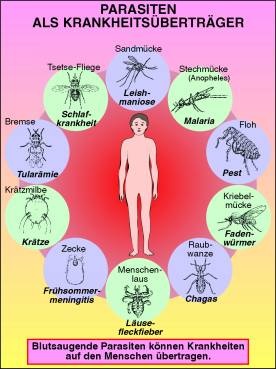 Transparentsatz Parasiten als Krankheitsüberträger