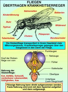 Transparentsatz Stubenfliege