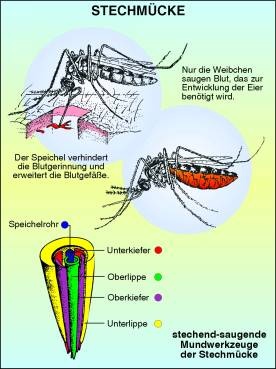 Transparentsatz Stechmücke