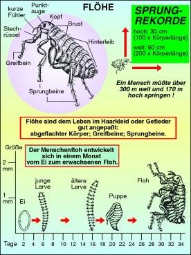 Transparentsatz Flöhe