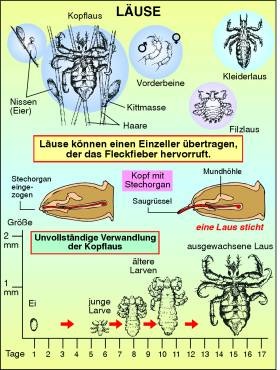 Transparentsatz Läuse