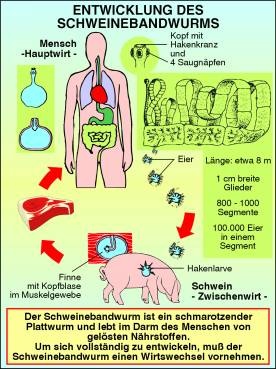 Transparentsatz Schweinebandwurm und Spulwurm