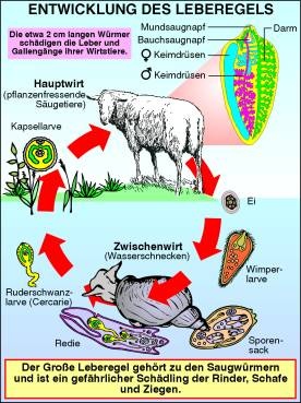 Transparentsatz Trichine und Leberegel
