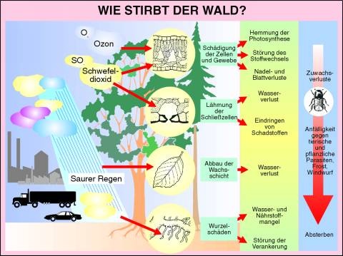 Transparentsatz Wie stirbt der Wald ?