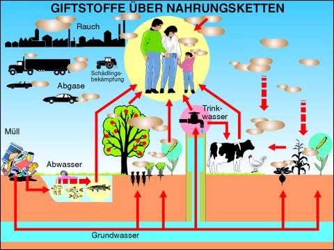 Transparentsatz Giftstoffe über Nahrungsketten
