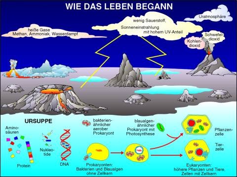 Transparentsatz Wie das Leben begann