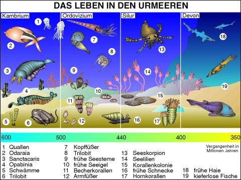 Transparentsatz Das Leben in den Urmeeren