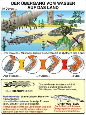 Transparentsatz Übergang Wasser - Land