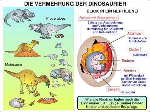 Transparentsatz Saurier: Ernährung, Vermehrung
