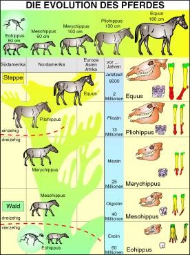 Transparentsatz Die Evolution des Pferdes