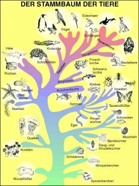 Transparentsatz Stammbaum (Tiere/Pflanzen)