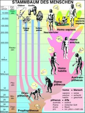 Transparentsatz Evolution des Menschen