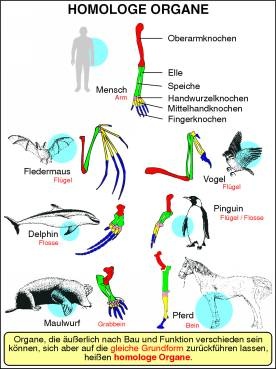 Transparentsatz Homologe Organe
