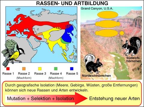 Transparentsatz Rassen- und Artbildung