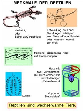 Transparentsatz Merkmale der Reptilien