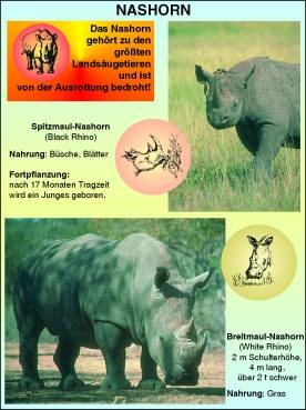 Transparentsatz Nashorn und Warzenschwein