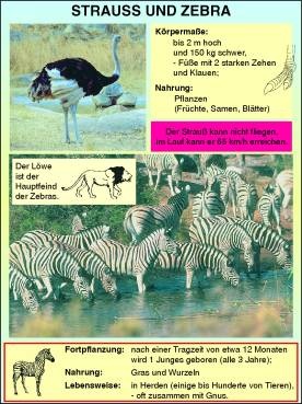 Transparentsatz Strauß und Zebra