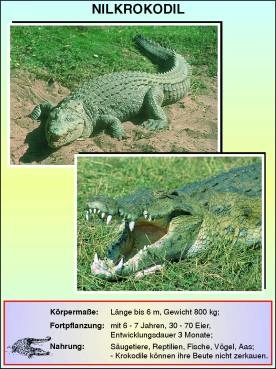 Transparentsatz Krokodil und Flußpferd