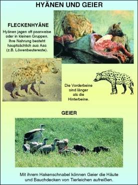 Transparentsatz Hyänen und Geier