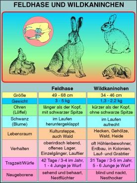 Transparentsatz Feldhase und Wildkaninchen