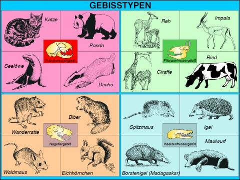 Transparentsatz Gebisstypen der Säugetiere