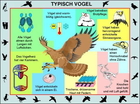 Transparentsatz Typisch Vogel