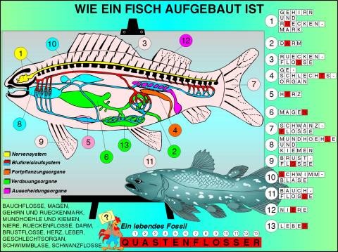 Transparentsatz Typisch Fisch