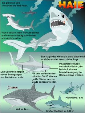 Transparentsatz Im Reich der Tiefsee