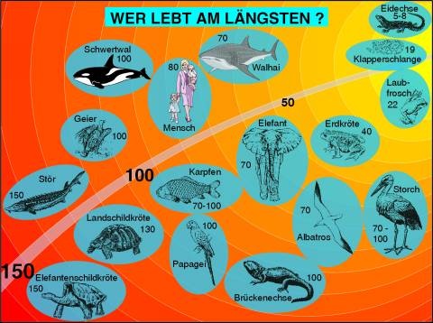 Transparentsatz Wer lebt am längsten?