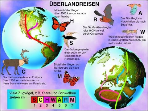 Transparentsatz Tierwanderungen
