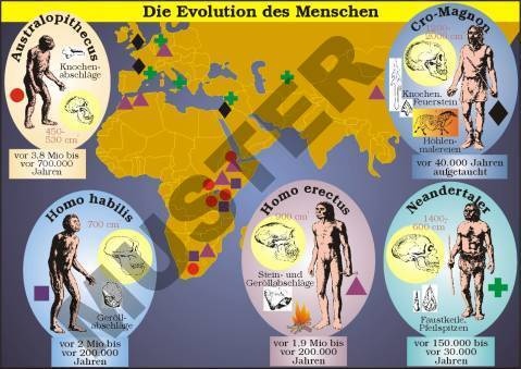 Einzeltransparent Die Evolution des Menschen
