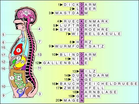 Digitale Folien auf CD, Die Gliederung des menschlichen Körpers