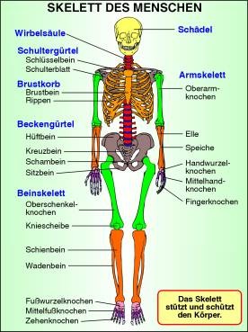 Digitale Folien auf CD - Skelett und Muskulatur
