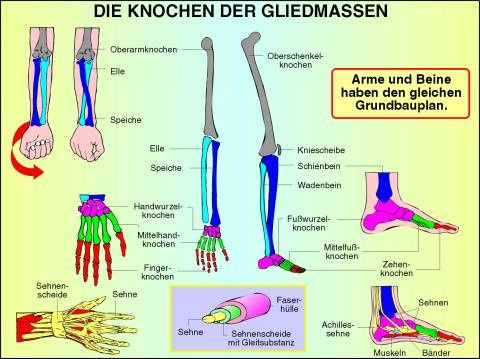 Digitale Folien auf CD, Die Knochen der Gliedmaßen