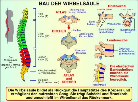 Digitale Folien auf CD, Bau der Wirbelsäule und Haltungsfehler