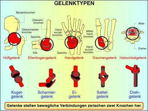 Interaktive digitale Tafelbilder auf CD, Gelenke und Gelenktypen