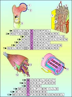Digitale Folien auf CD, Aufbau von Knochen und Muskel