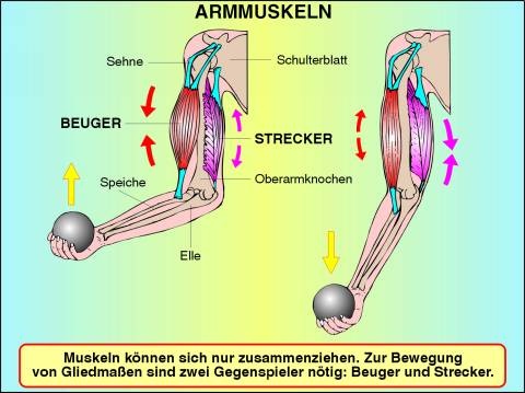 Digitale Folien auf CD, Armmuskeln: Beuger und Strecker